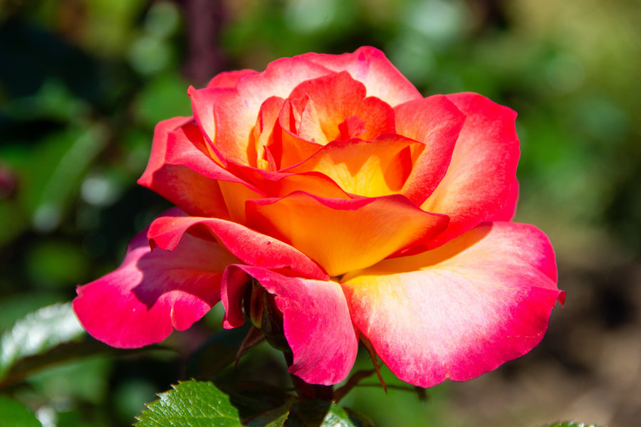 Rosier miniature 'Rainbow's End'