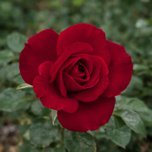 Rosier miniature 'Ruby Ruby'