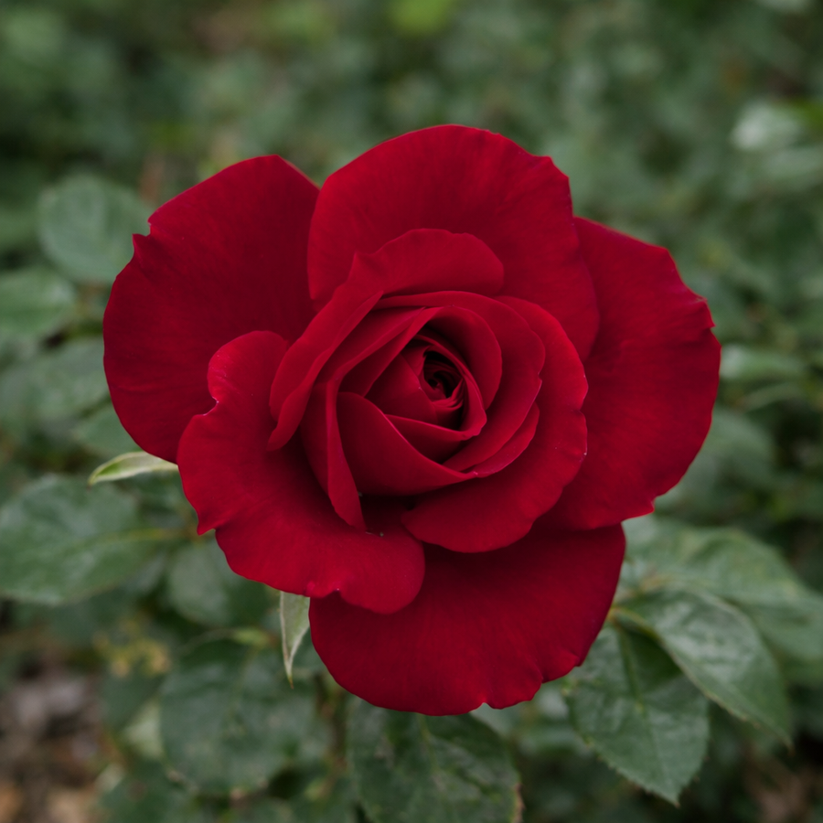 Rosier miniature 'Ruby Ruby'
