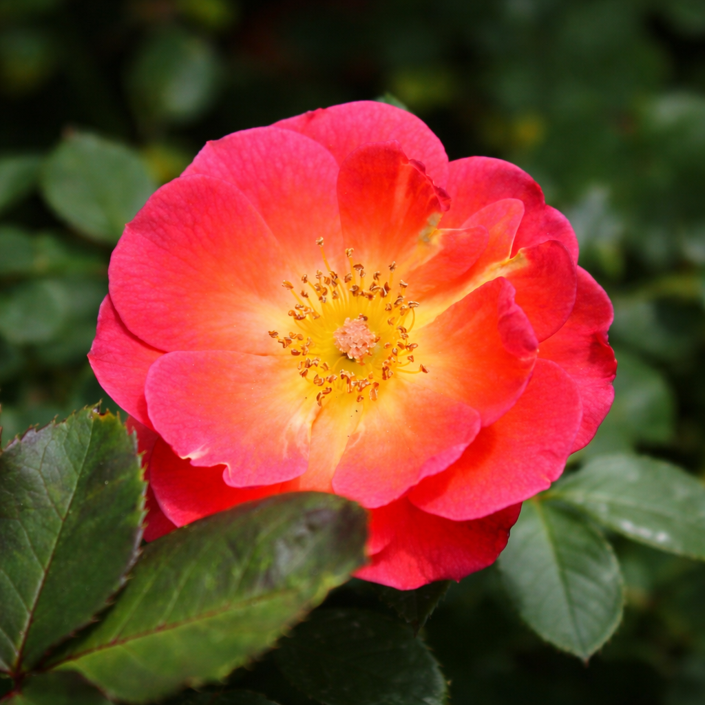 Rosier miniature 'Smoke Rings'