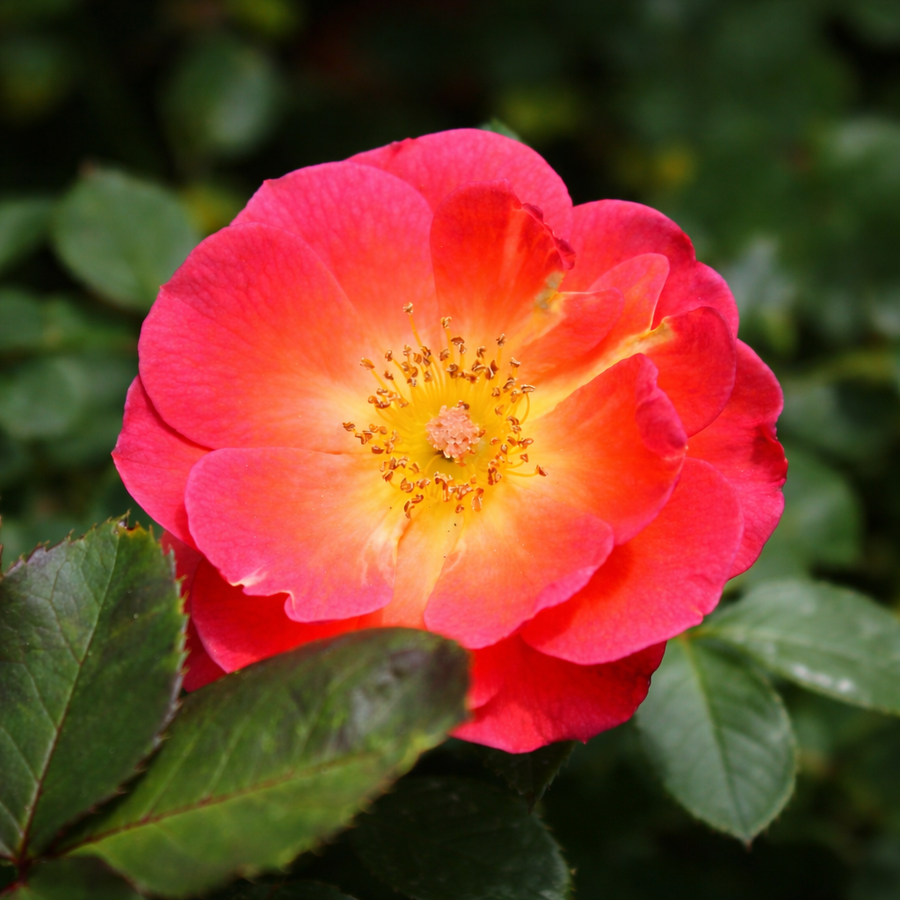 Miniature rose bush 'Smoke Rings'