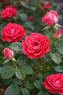 Miniature Rose 'Warm and Fuzzy'