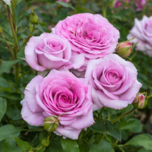 Rosier miniature floribunda 'Life's Little Pleasures'