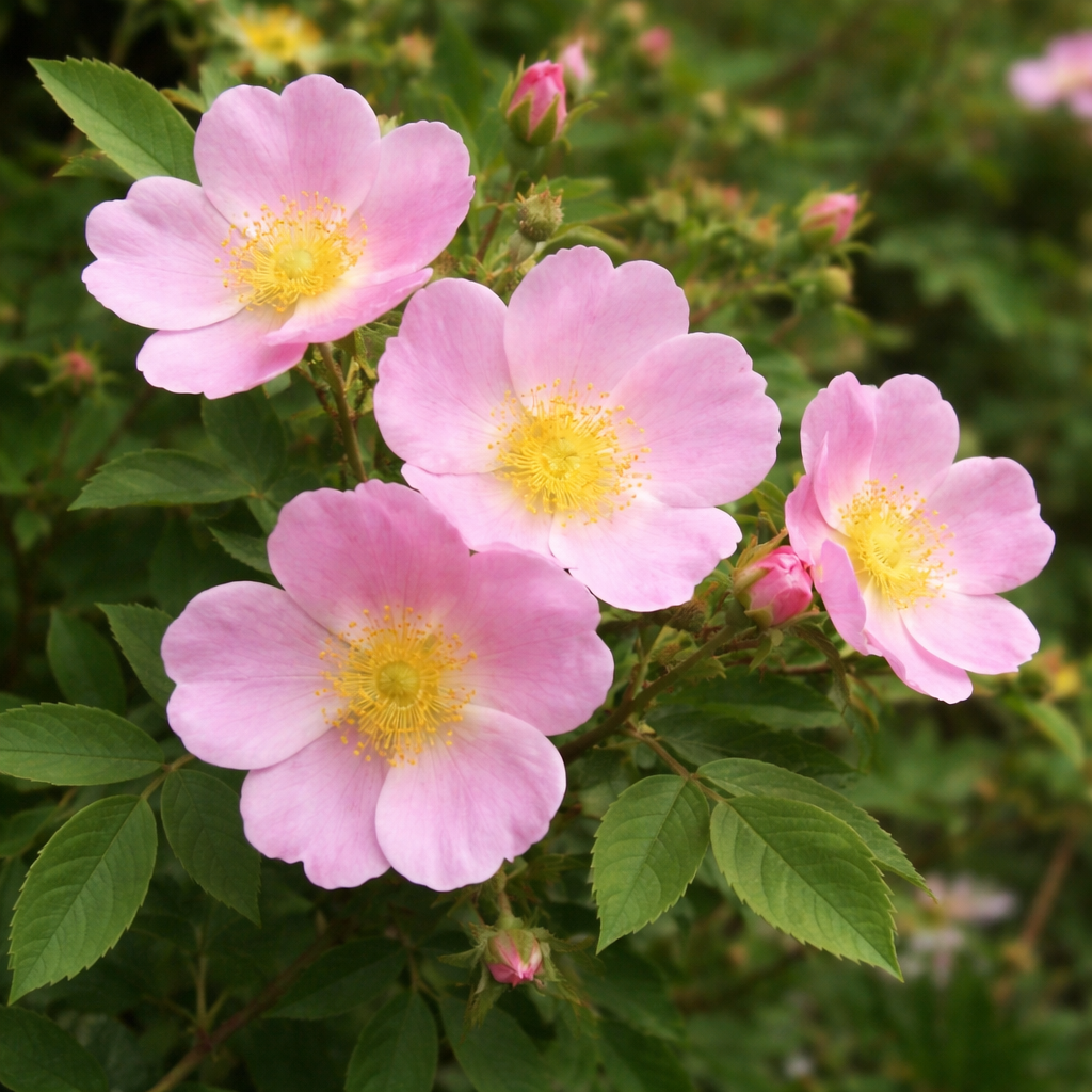 Rosier palustre en fleurs, rosier indigène adapté aux milieux humides.