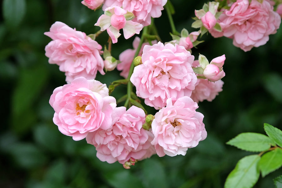 Polyantha rose 'The Fairy'