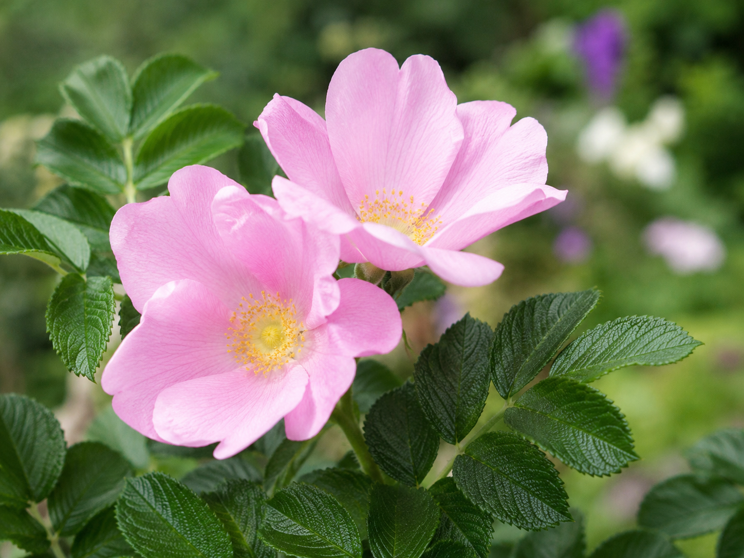 Rugosa rose
