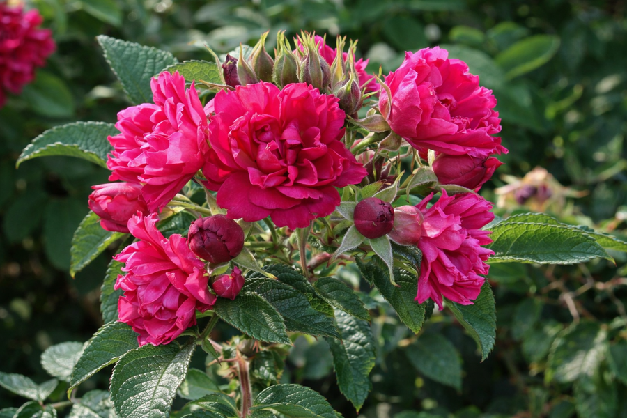 Rugosa rose 'FJ Grootendorst'
