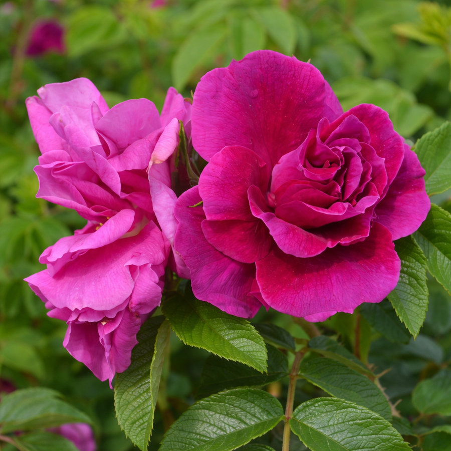 Rugosa rose 'Frau Dagmar Hartopp'