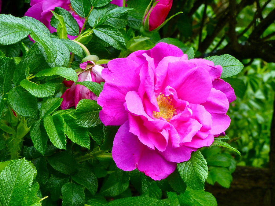 Rugosa rose 'Hansa'
