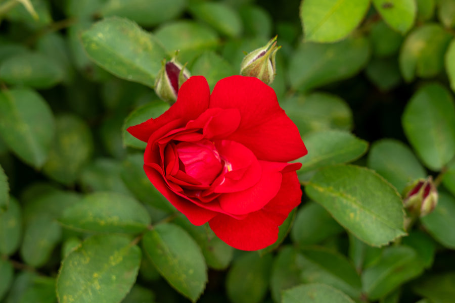 Rugosa rose 'Linda Campbell'