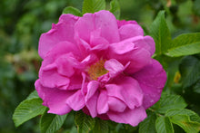 Rosier rugosa 'Moje Hammarberg'
