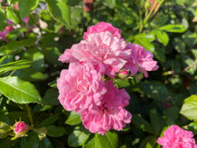 Rosier rugosa 'Pink Grootendorst'