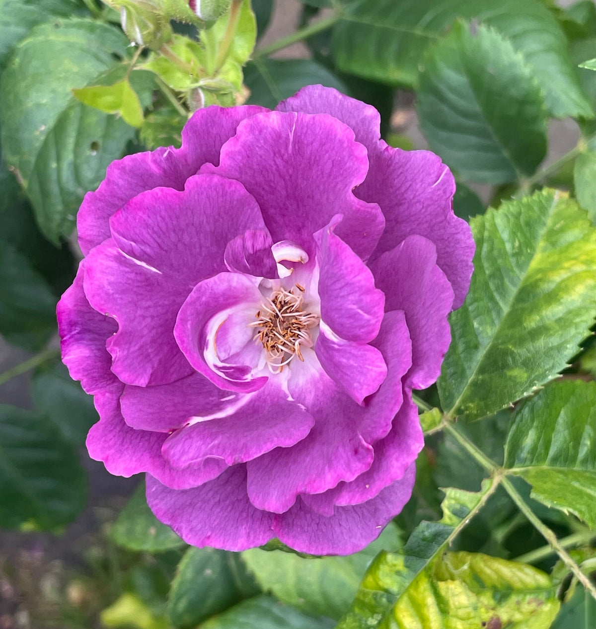 Rosier rugosa 'Purple Pavement'