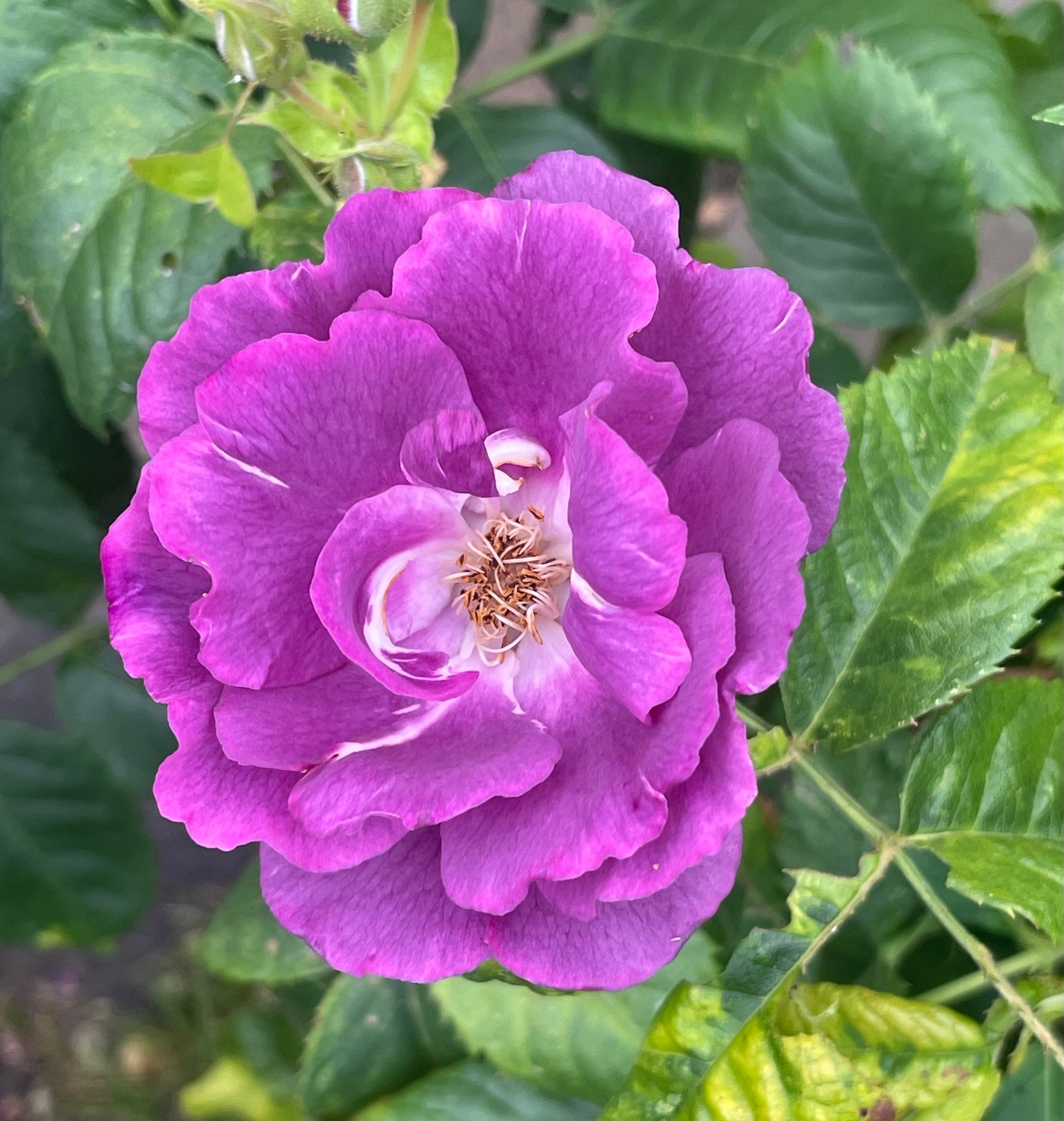 Rugosa rose 'Purple Pavement'