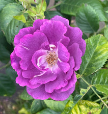Rosier rugosa 'Purple Pavement'