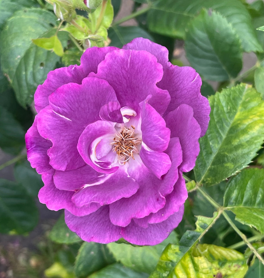 Rosier rugosa ‘Purple Pavement’ (Rosa rugosa)