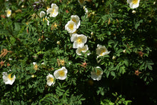Rosier rugosa 'Rosa Rugosa Alba'