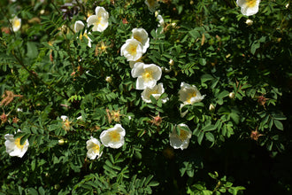 Rosier rugosa ‘Alba’ (Rosa rugosa)