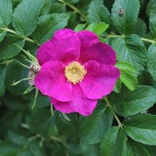 Rosier rugosa 'Rubra'