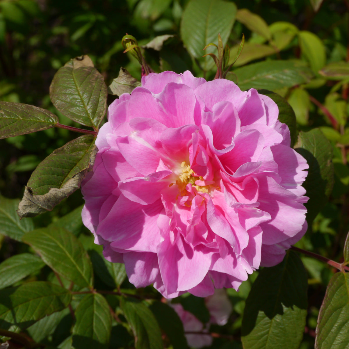 Rosier rugosa 'Therese Bugnet'