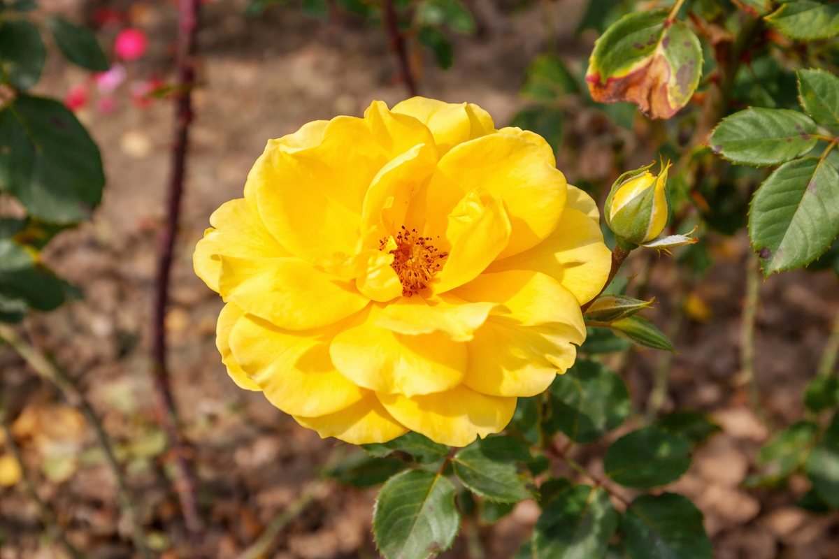 Rosier rugosa 'Yellow Jacket'