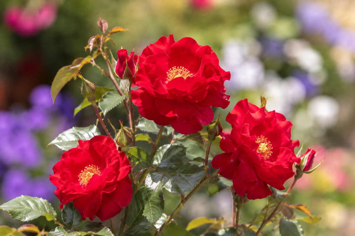 Rosier rustique 'Alexander Mackenzie'