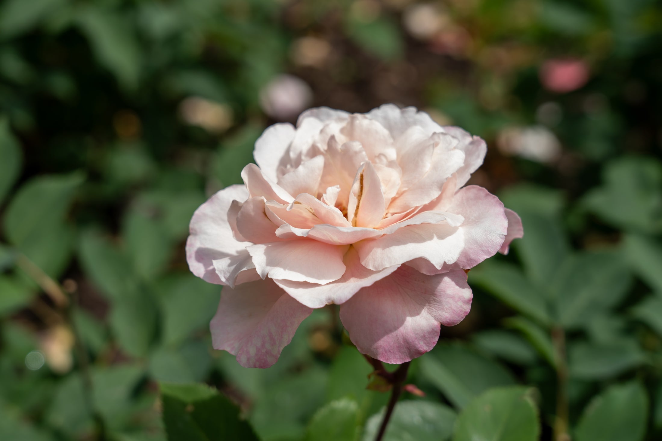 Rosier rustique 'Belinda's Blush'