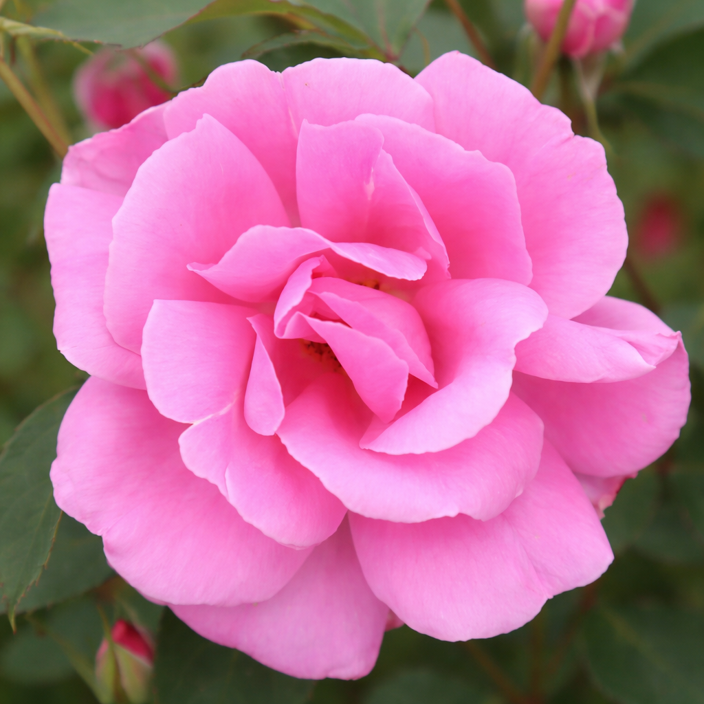 Rosier rustique 'Carefree Beauty'