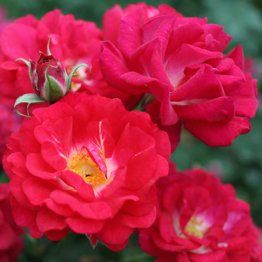 Rosier rustique 'Children's Hope'