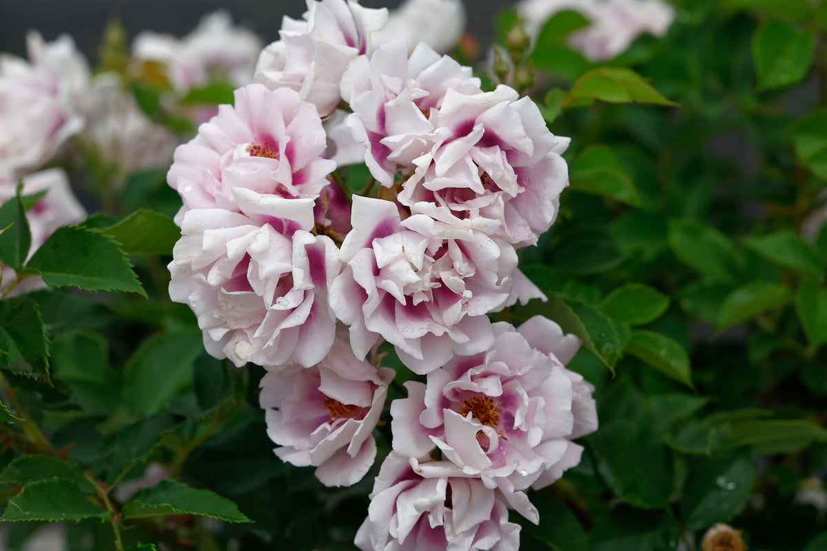 Rustic rose bush 'Easy on the Eyes'