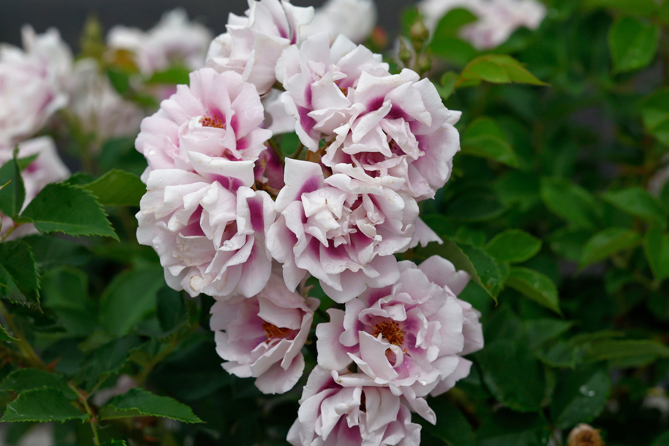 Rustic rose bush 'Easy on the Eyes'