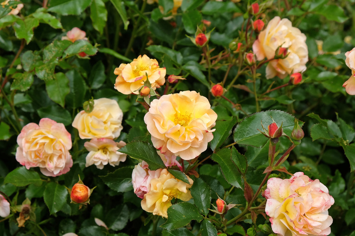 Rosier rustique 'Flower Carpet Amber'