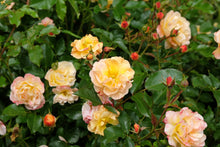 Rosier rustique 'Flower Carpet Amber'
