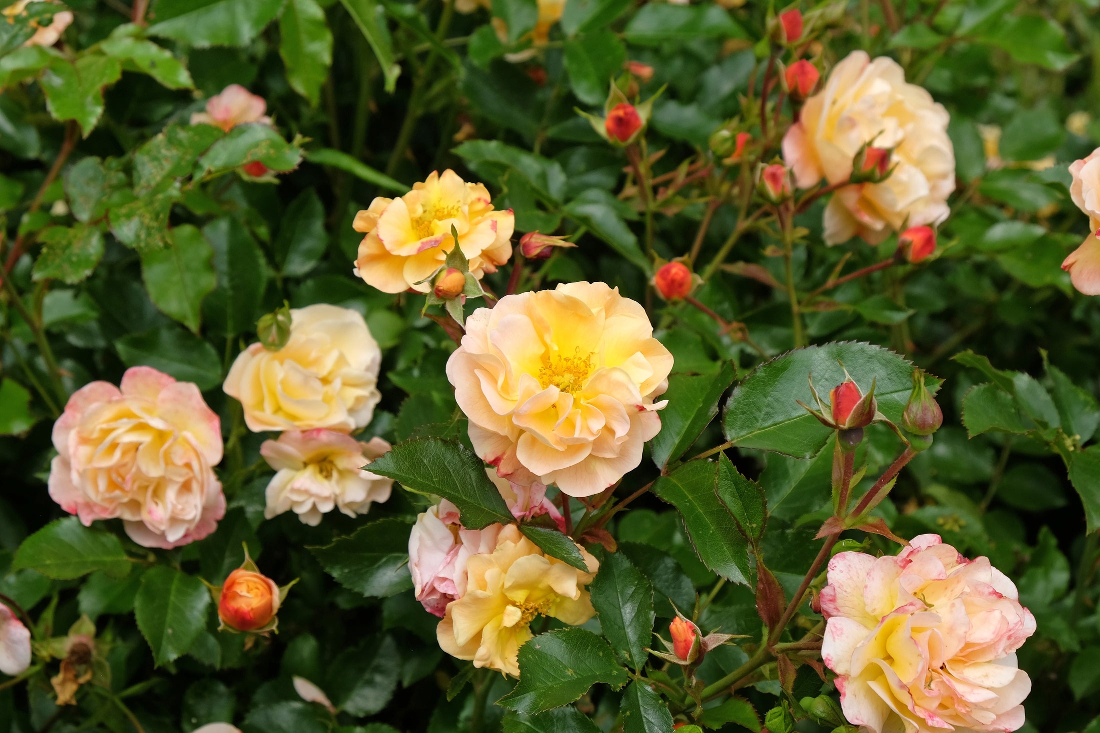 Rosier rustique 'Flower Carpet Amber'