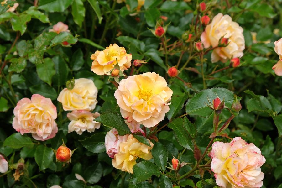 Hardy rose 'Flower Carpet Amber'
