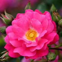 Rosier rustique 'Flower Carpet Rose'