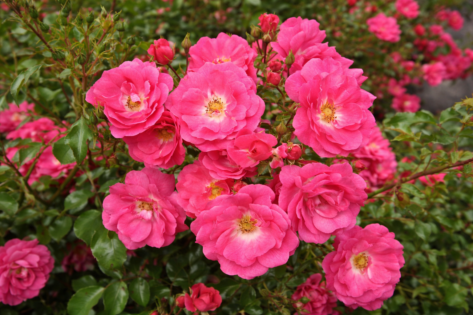 Rosier rustique 'Flower Carpet Rose Supreme'