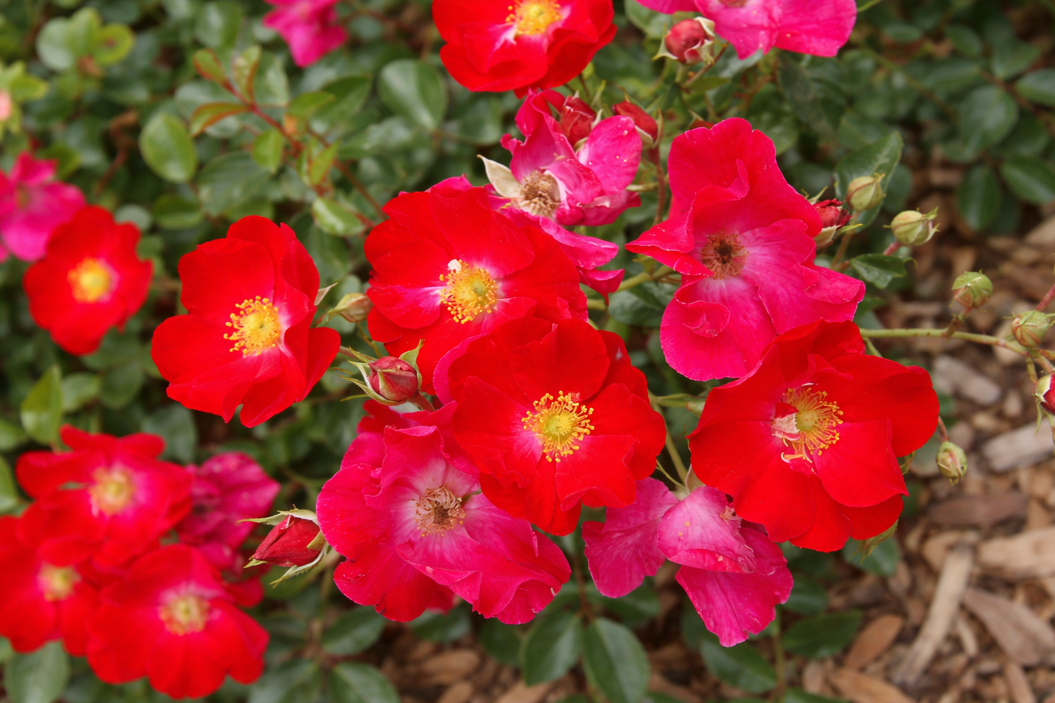 Rosier rustique 'Flower Carpet Rouge'