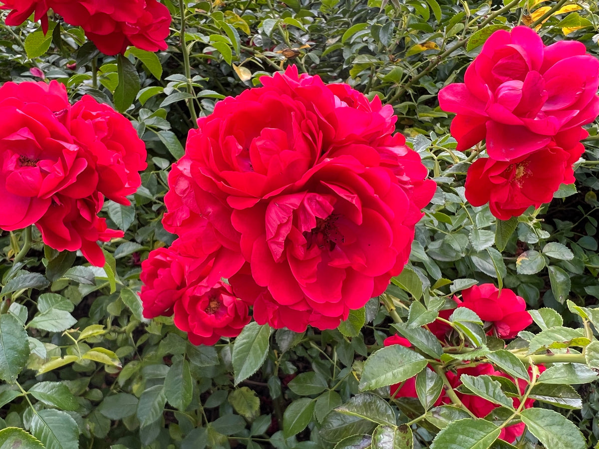 Rosier rustique 'Flower Carpet Scarlet'