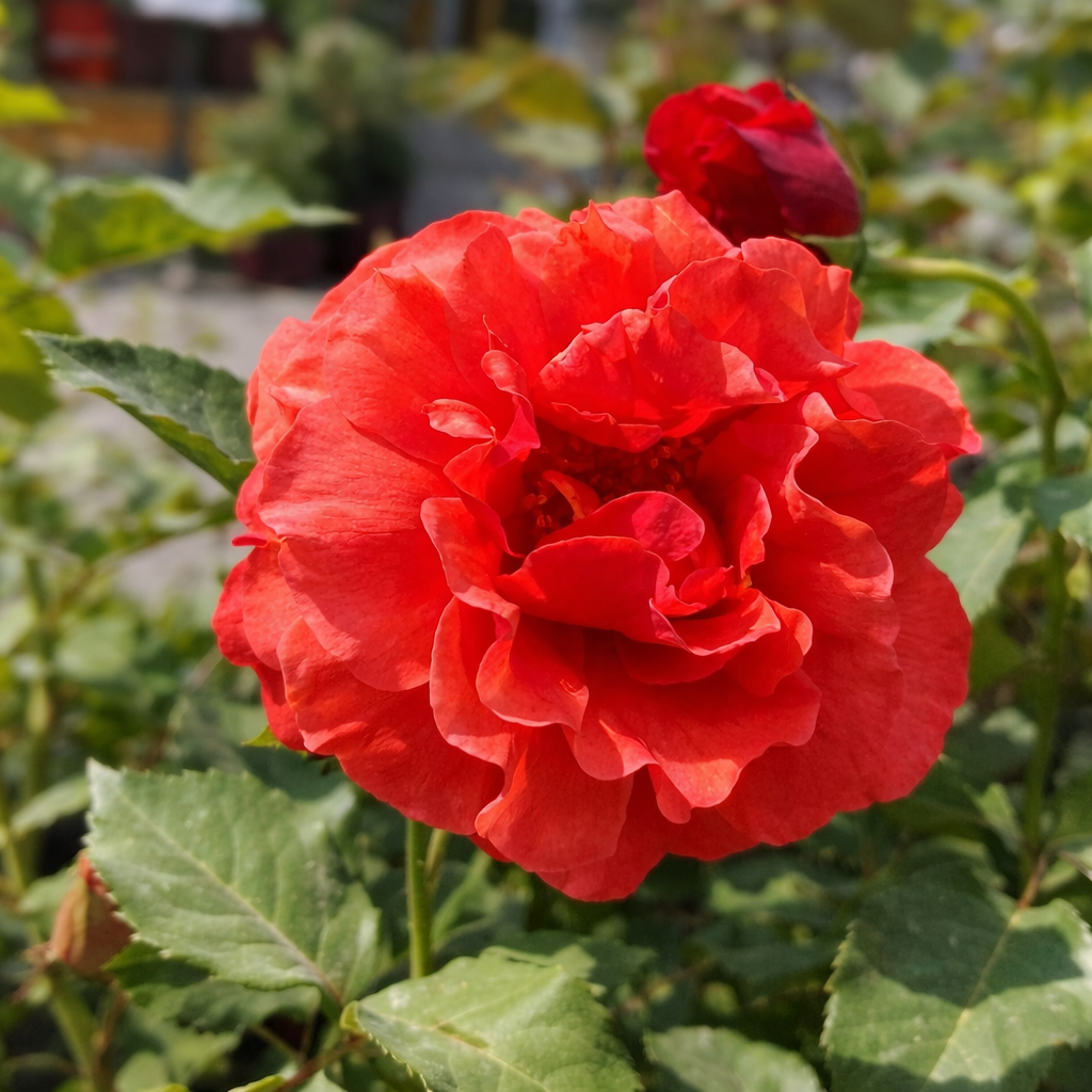 Rosier rustique 'Foxy Lady'