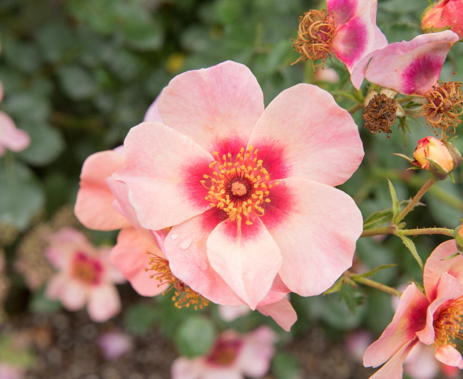 Rustic rose bush 'In Your Eyes'