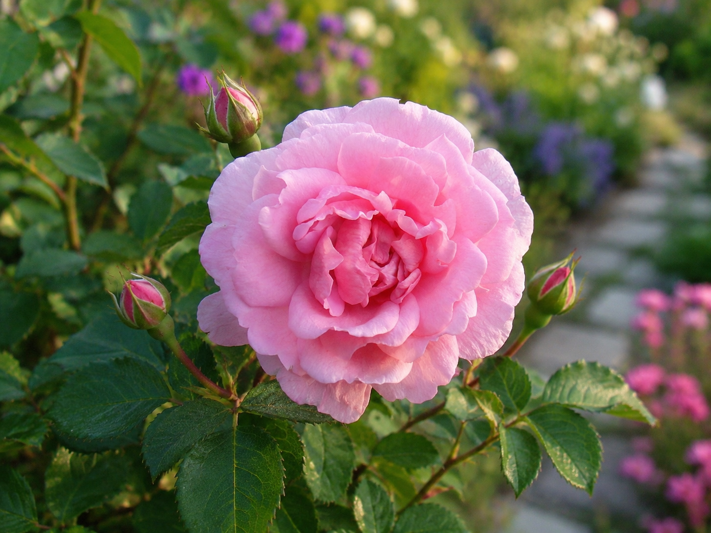 'John Davis' Rugosa Rose
