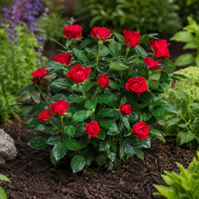 Hardy rose bush 'Knock Out Petite'