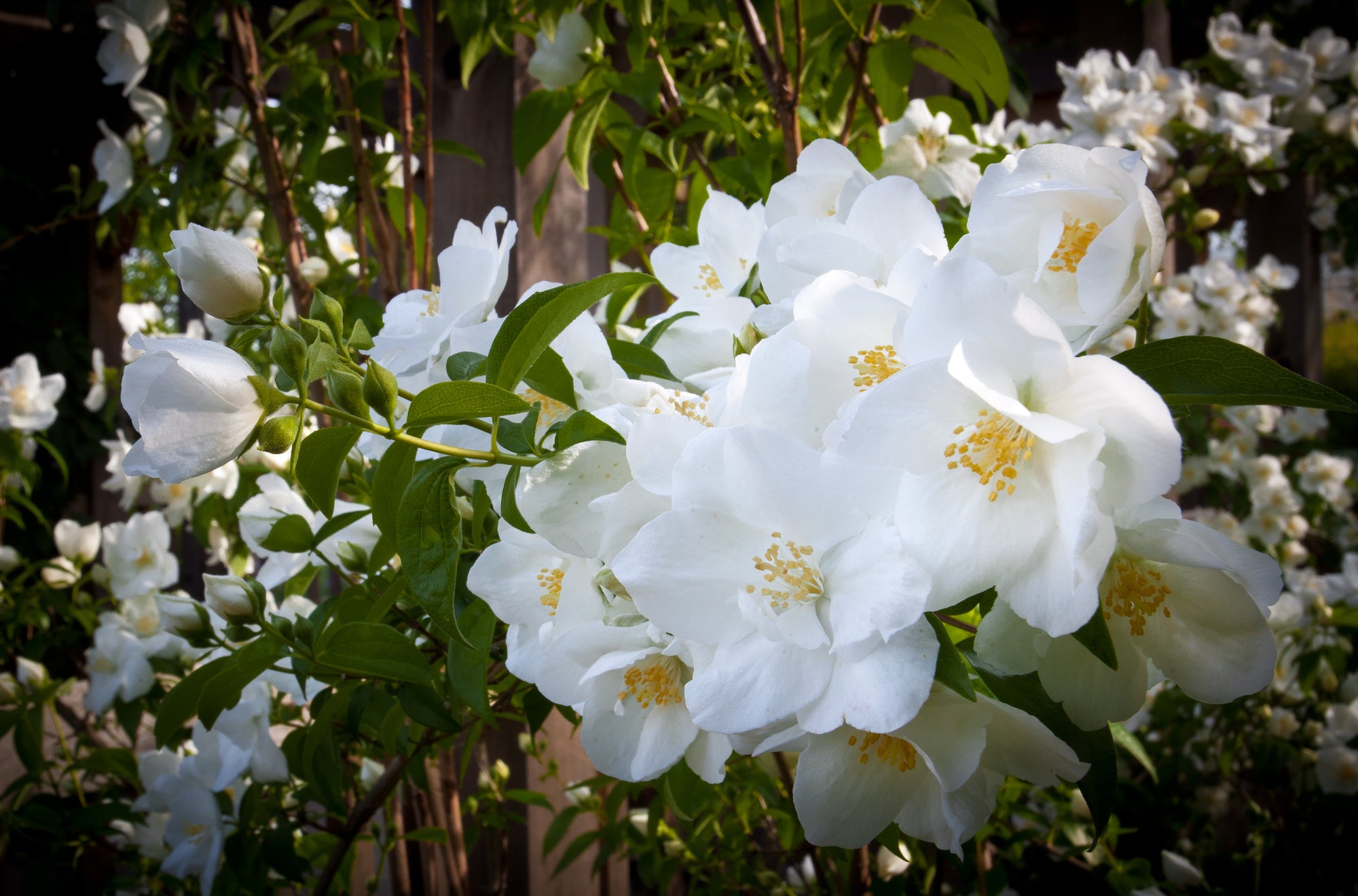 White 'Knock Out' hardy rose bush