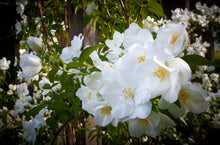 White 'Knock Out' hardy rose bush