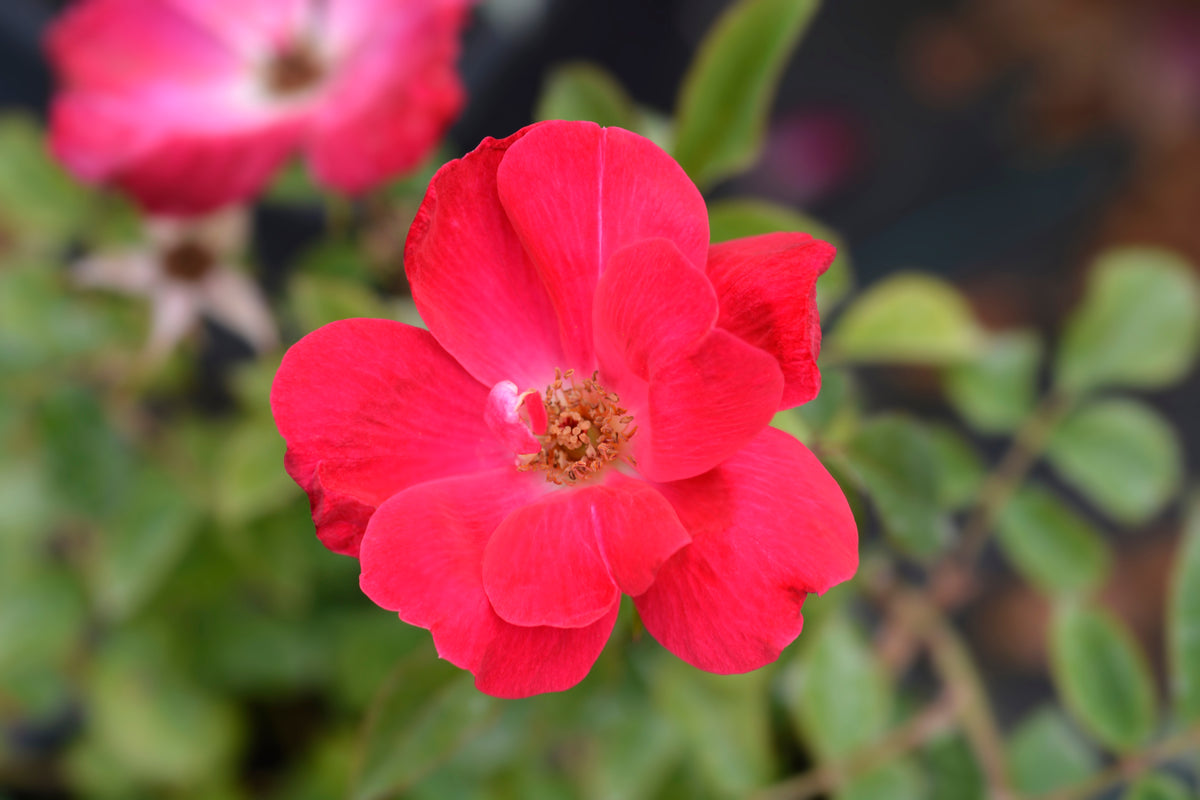 Rosier rustique 'Knock Out' rouge