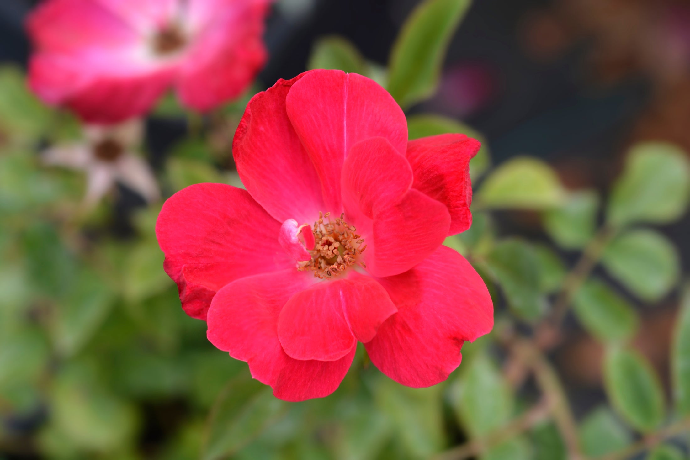 Rosier rustique 'Knock Out' rouge