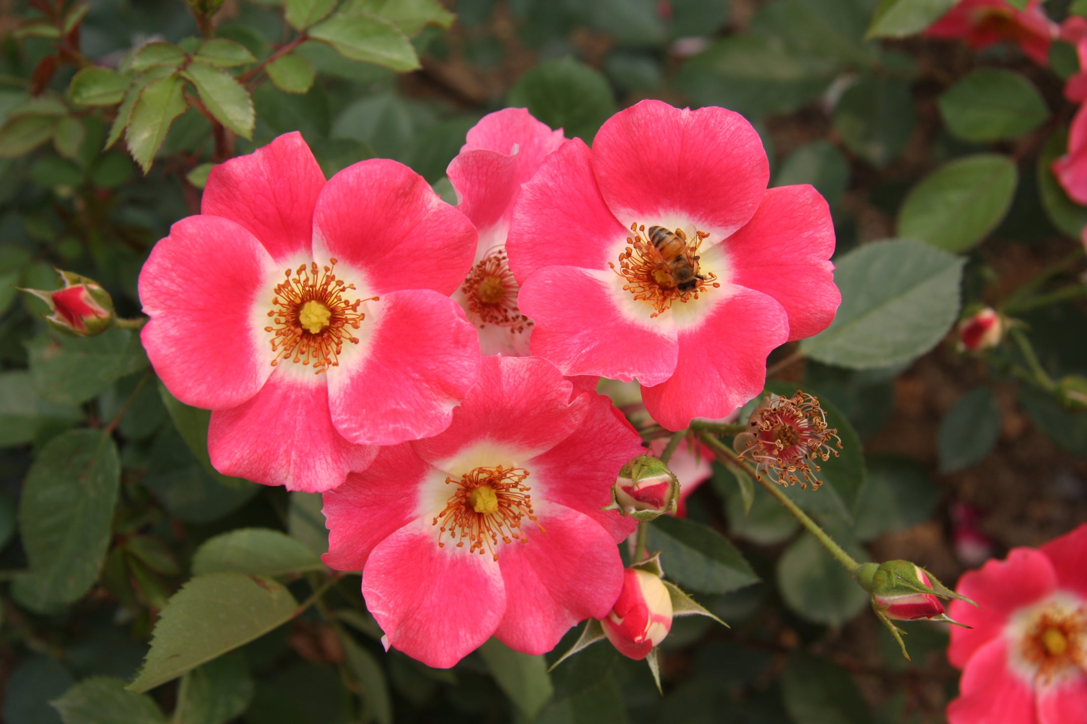 Rosier rustique 'Meidiland Pink'