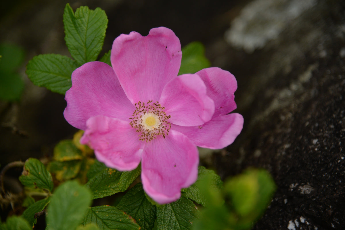 Rosier rustique 'Nearly Wild'