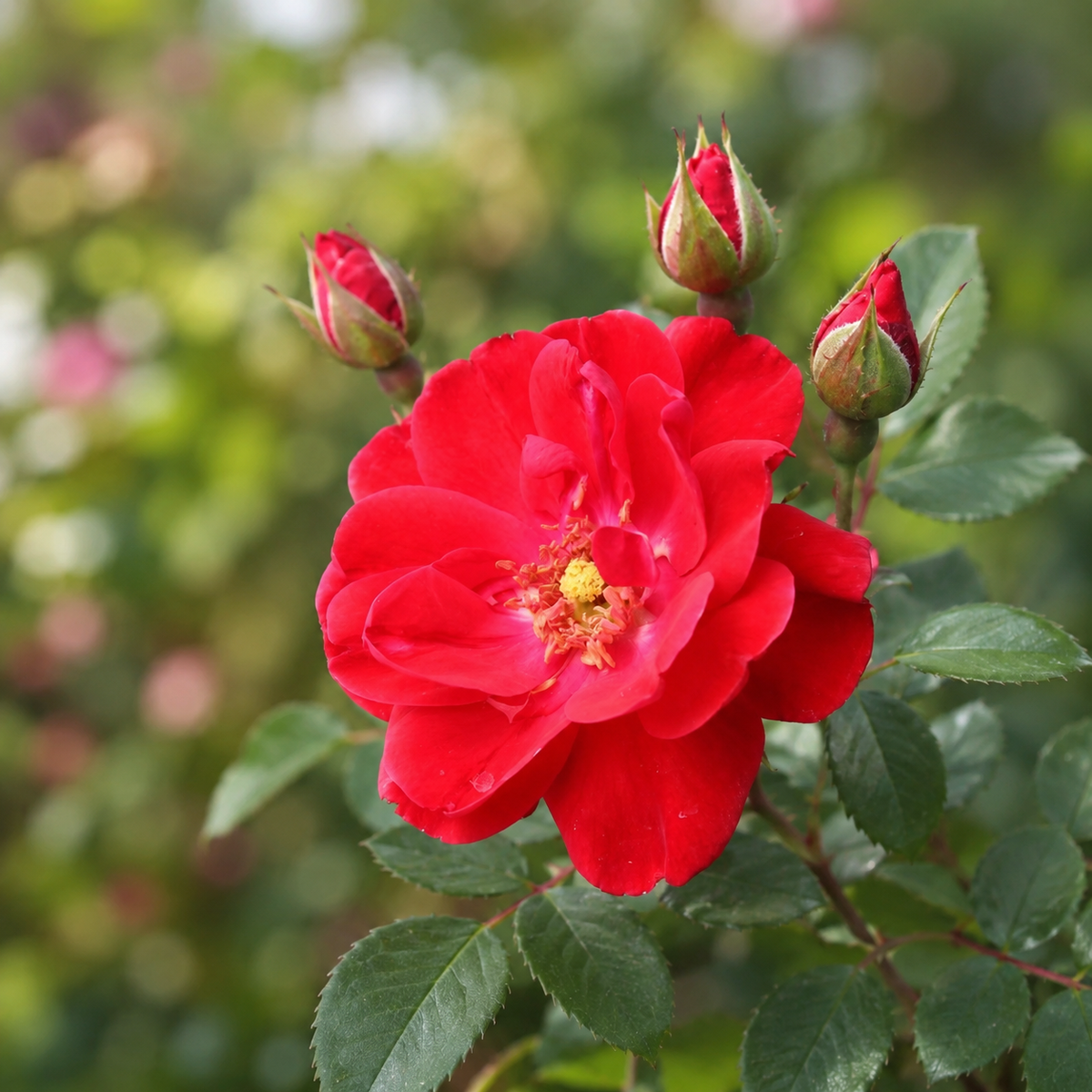 Rosier rustique 'Nicolas'